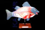 Zoological Models